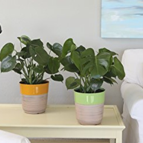 Costa Farms Split-Leaf Philodendron, Monstera deliciosa, Live Indo...