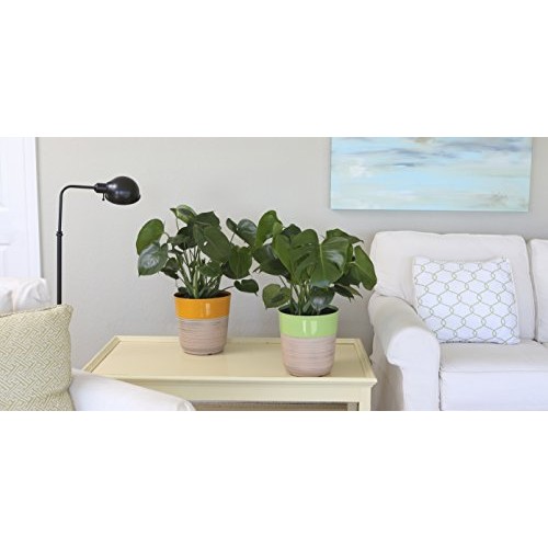 Costa Farms Split-Leaf Philodendron, Monstera deliciosa, Live Indo...