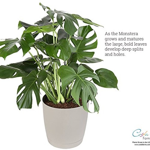 Costa Farms Split-Leaf Philodendron, Monstera deliciosa, Live Indo...