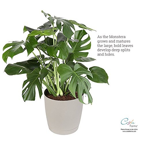 Costa Farms Split-Leaf Philodendron, Monstera deliciosa, Live Indo...