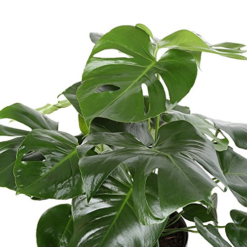 Costa Farms Split-Leaf Philodendron, Monstera deliciosa, Live Indo...