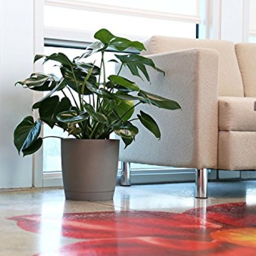 Costa Farms Split-Leaf Philodendron, Monstera deliciosa, Live Indo...
