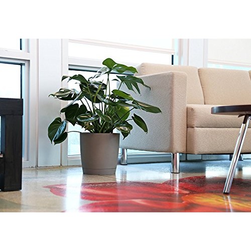 Costa Farms Split-Leaf Philodendron, Monstera deliciosa, Live Indo...
