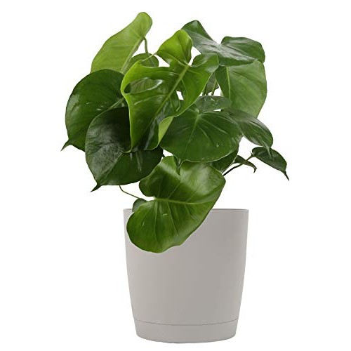 Costa Farms Split-Leaf Philodendron, Monstera deliciosa, Live Indo...