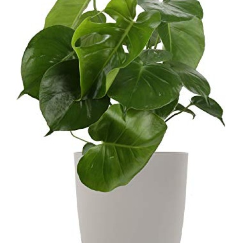 Costa Farms Split-Leaf Philodendron, Monstera deliciosa, Live Indo...