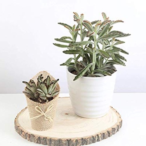 Costa Farms Various Succulents Indoor Plants 25-Pack, Growers Cho...