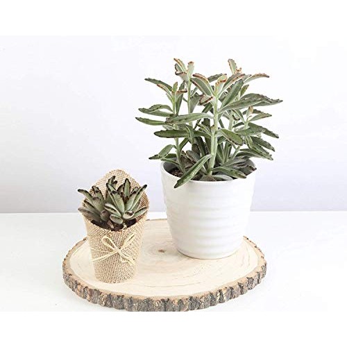 Costa Farms Various Succulents Indoor Plants 25-Pack, Growers Cho...