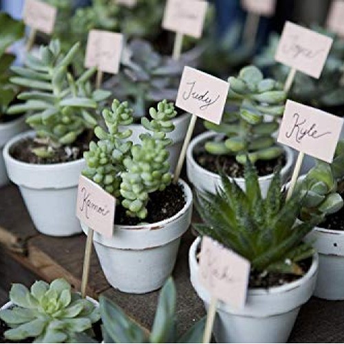 Costa Farms Various Succulents Indoor Plants 25-Pack, Growers Cho...