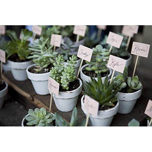 Costa Farms Various Succulents Indoor Plants 25-Pack, Growers Cho...
