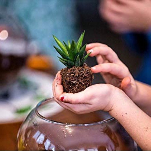 Costa Farms Various Succulents Indoor Plants 25-Pack, Growers Cho...