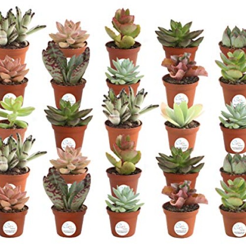 Costa Farms Various Succulents Indoor Plants 25-Pack, Growers Cho...