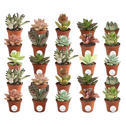 Costa Farms Various Succulents Indoor Plants 25-Pack, Growers Cho...