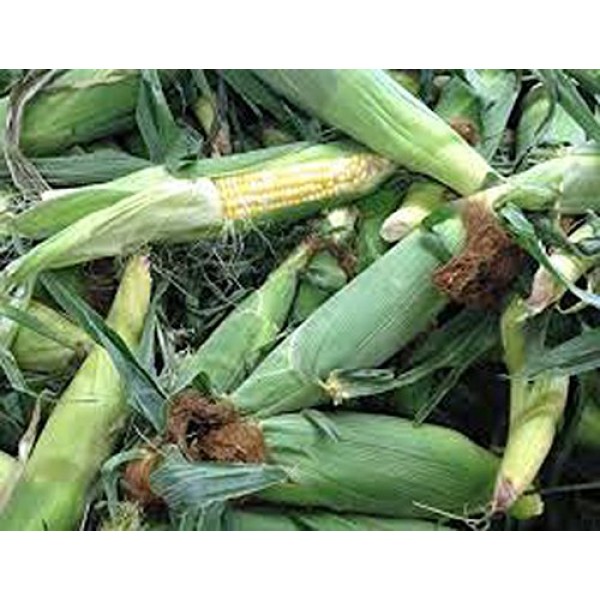 Corn, BI-Color, Butter N Sugar, Heirloom, 99+ Seeds, A Bicolor Del...