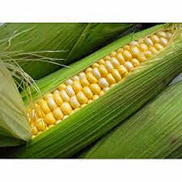 Corn, BI-Color, Butter N Sugar, Heirloom, 99+ Seeds, A Bicolor Del...