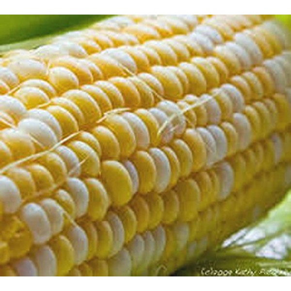 Corn, BI-Color, Butter N Sugar, Heirloom, 99+ Seeds, A Bicolor Del...