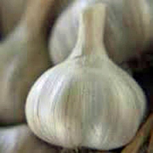Garlic Bulb 7 Pack, Fresh California Softneck Garlic Bulb For Pl...