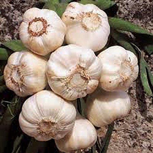 Garlic Bulb 7 Pack, Fresh California Softneck Garlic Bulb For Pl...