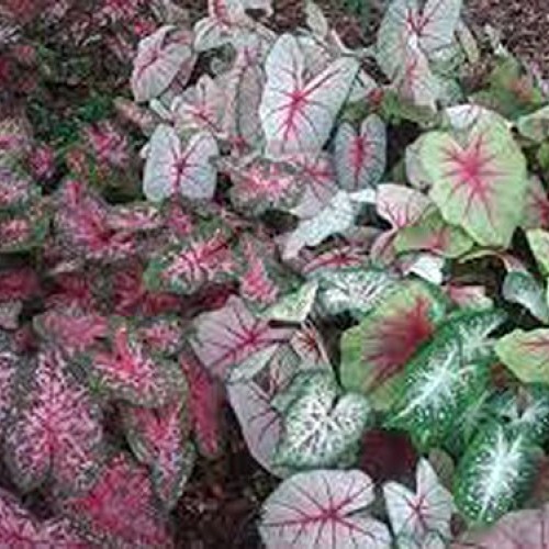 Caladium, bulb, fancy mix, pack of 10 ten, easy to grow, colorfu...
