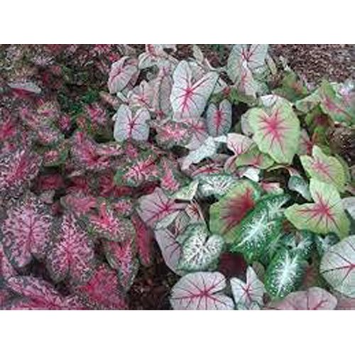 Caladium, bulb, fancy mix, pack of 10 ten, easy to grow, colorfu...