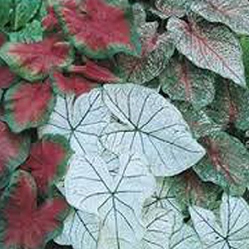 Caladium, bulb, fancy mix, pack of 10 ten, easy to grow, colorfu...