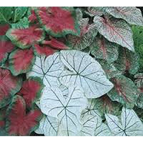 Caladium, bulb, fancy mix, pack of 10 ten, easy to grow, colorfu...