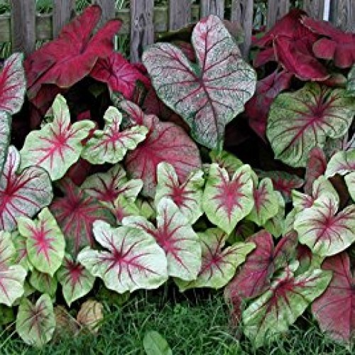 Caladium, bulb, fancy mix, pack of 10 ten, easy to grow, colorfu...