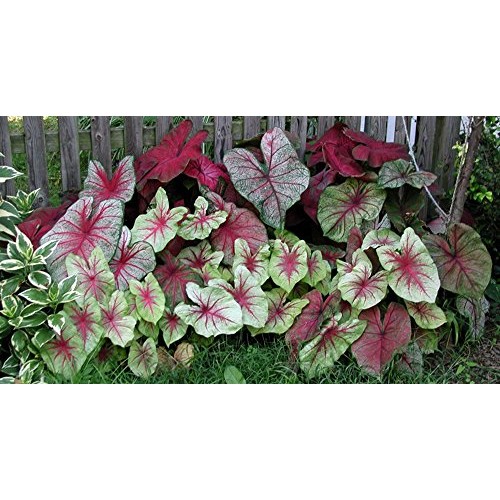Caladium, bulb, fancy mix, pack of 10 ten, easy to grow, colorfu...