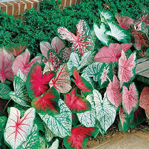 Caladium, bulb, fancy mix, pack of 10 ten, easy to grow, colorfu...