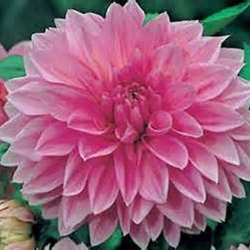Dahlia, root, dinnerplate mix, pack of 3 three, easy to grow, da...