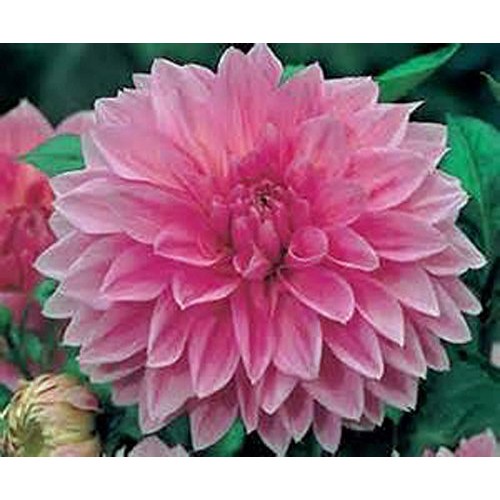 Dahlia, root, dinnerplate mix, pack of 3 three, easy to grow, da...