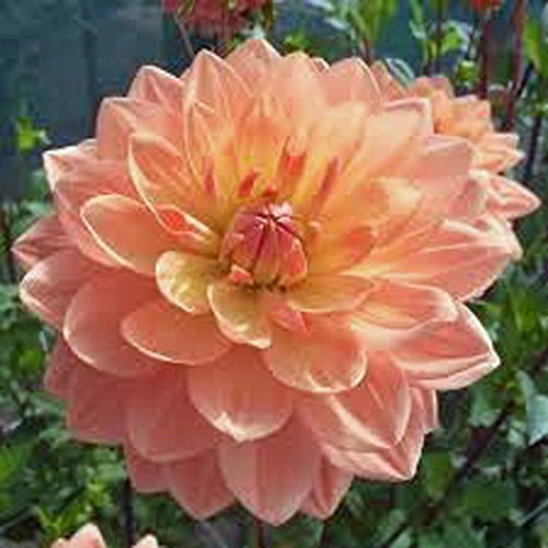 Dahlia, root, dinnerplate mix, pack of 3 three, easy to grow, da...