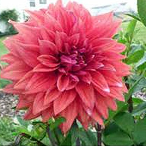 Dahlia, root, dinnerplate mix, pack of 3 three, easy to grow, da...