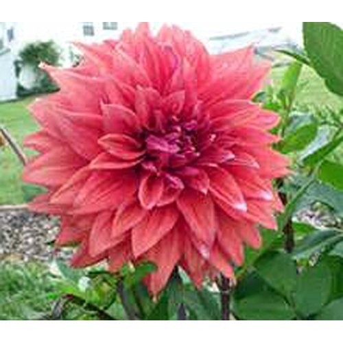 Dahlia, root, dinnerplate mix, pack of 3 three, easy to grow, da...