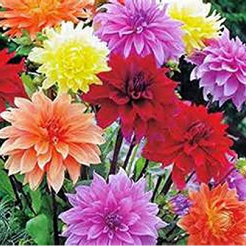 Dahlia, root, dinnerplate mix, pack of 3 three, easy to grow, da...