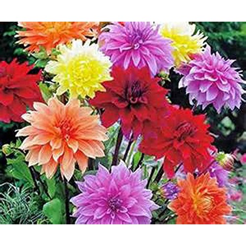 Dahlia, root, dinnerplate mix, pack of 3 three, easy to grow, da...