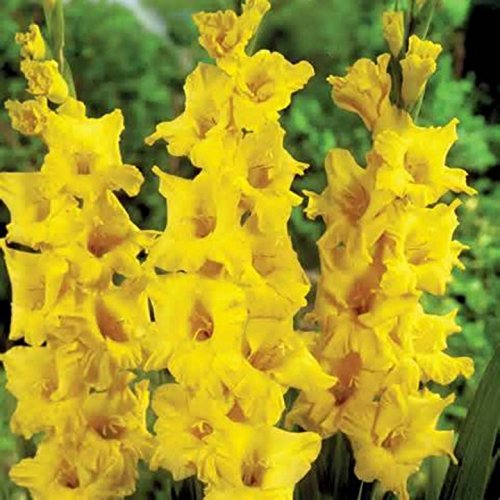 Gladiolus, bulb 20 pack pastel mixed , mixed perennial gladiolus...