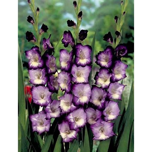 Gladiolus, bulb 20 pack pastel mixed , mixed perennial gladiolus...