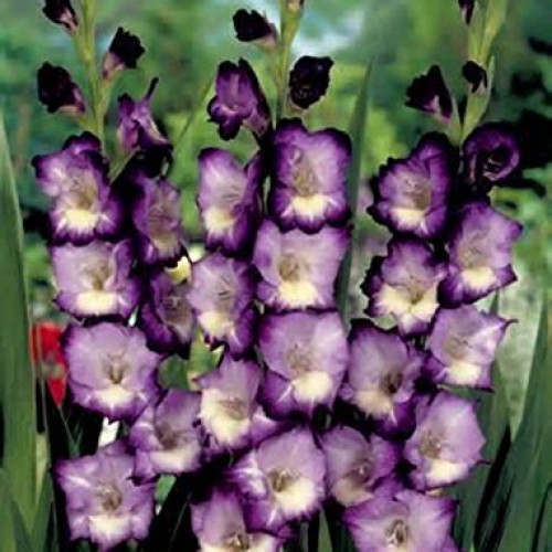 Gladiolus, bulb 20 pack pastel mixed , mixed perennial gladiolus...