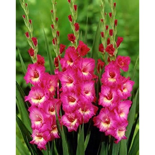 Gladiolus, bulb 20 pack pastel mixed , mixed perennial gladiolus...