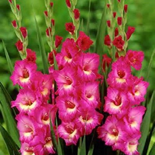 Gladiolus, bulb 20 pack pastel mixed , mixed perennial gladiolus...