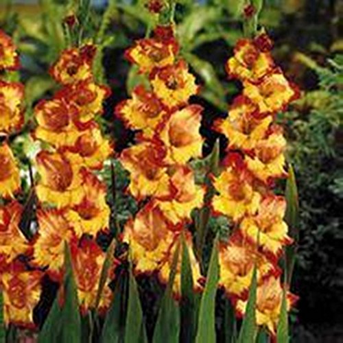 Gladiolus, bulb 20 pack pastel mixed , mixed perennial gladiolus...