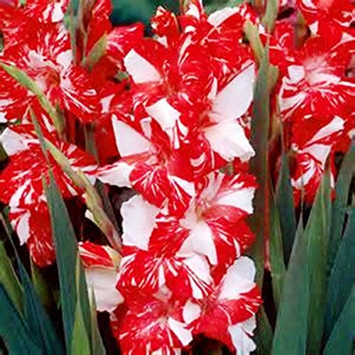 Gladiolus, bulb 20 pack pastel mixed , mixed perennial gladiolus...