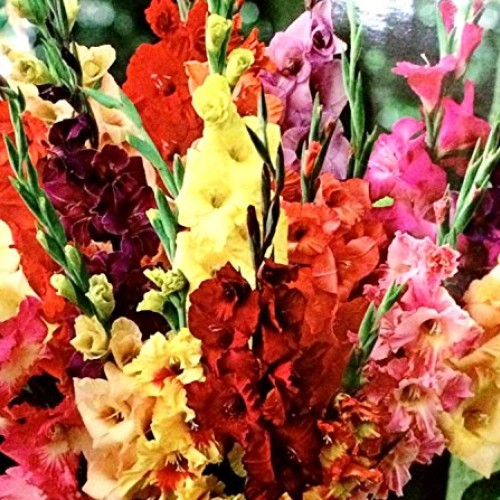 Gladiolus, bulb 20 pack pastel mixed , mixed perennial gladiolus...