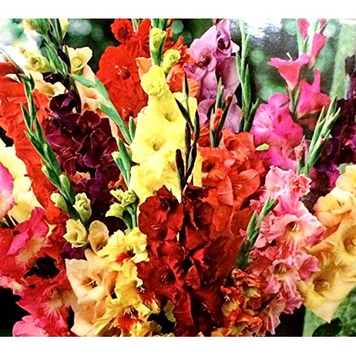 Gladiolus, bulb 20 pack pastel mixed , mixed perennial gladiolus...
