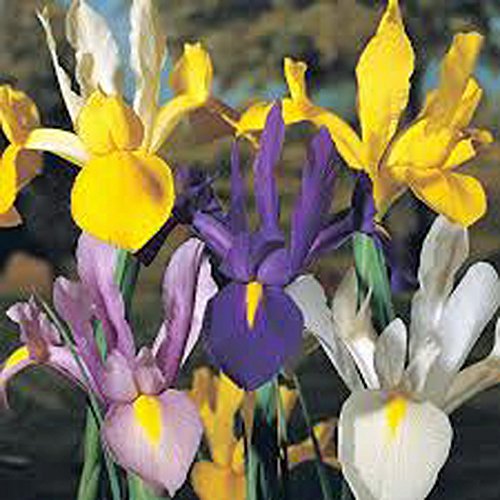 Iris, Bulb 20 Pack Dutch Mix, Perennial Iris Bulbs, Flowers