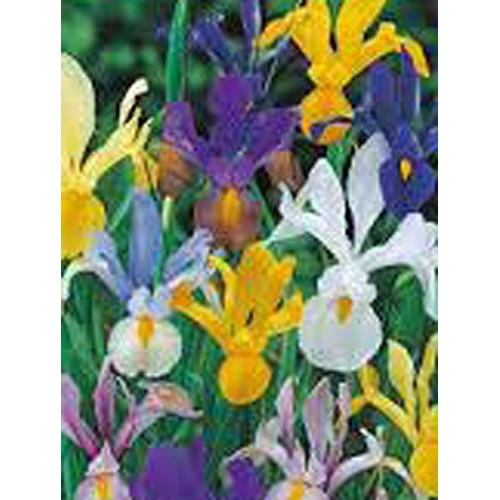 Iris, Bulb 20 Pack Dutch Mix, Perennial Iris Bulbs, Flowers