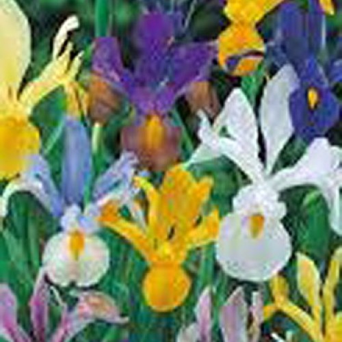 Iris, Bulb 20 Pack Dutch Mix, Perennial Iris Bulbs, Flowers