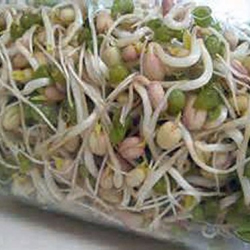 Mung Bean Sprouting Seed - 16 Oz/1 Pound - Country Creek Brand - D...