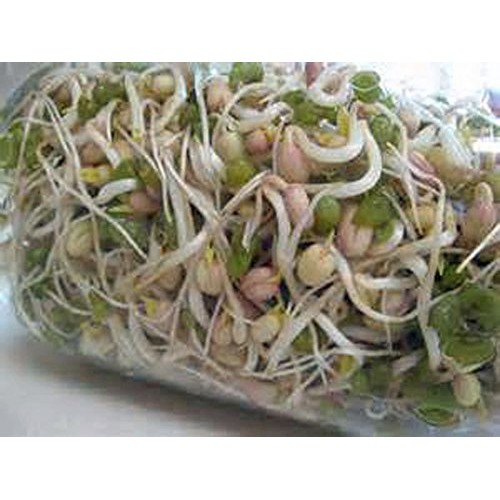 Mung Bean Sprouting Seed - 16 Oz/1 Pound - Country Creek Brand - D...