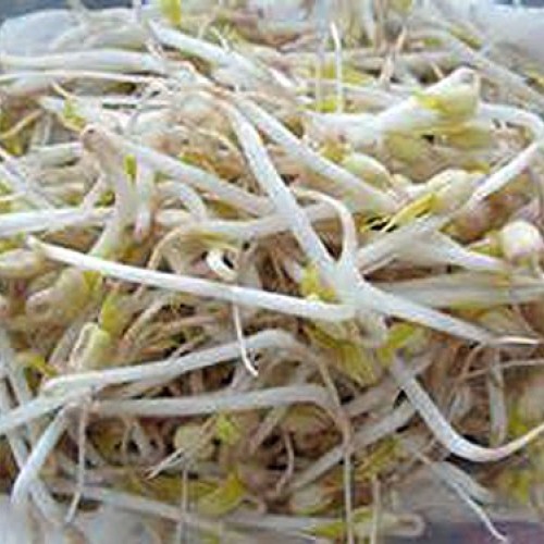 Mung Bean Sprouting Seed - 16 Oz/1 Pound - Country Creek Brand - D...